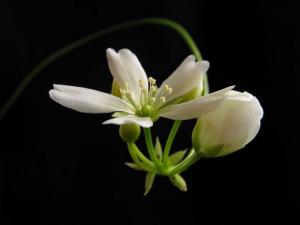white beauty delicate flower HD wallpaper thumb