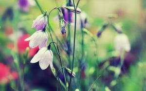 Bells flower, grass, blur wallpaper thumb