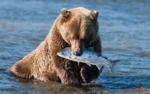 Brown bear catching a fish wallpaper thumb