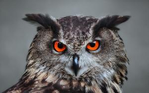 Orange Eyed Owl wallpaper thumb