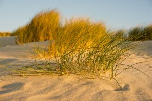 Grass in sand close-up wallpaper thumb