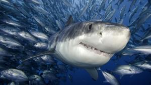 Animals Sharks Fishes Water Underwater Sea Life Ocean Swim Tropical Predator Teeth Fangs Face Cool wallpaper thumb