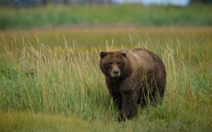 Grizzly bear in the grass wallpaper thumb