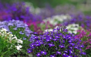 Violet, Flowers, Garden, Beautiful, Bokeh wallpaper thumb