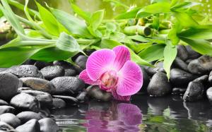 The waterside black pebble, purple orchids wallpaper thumb
