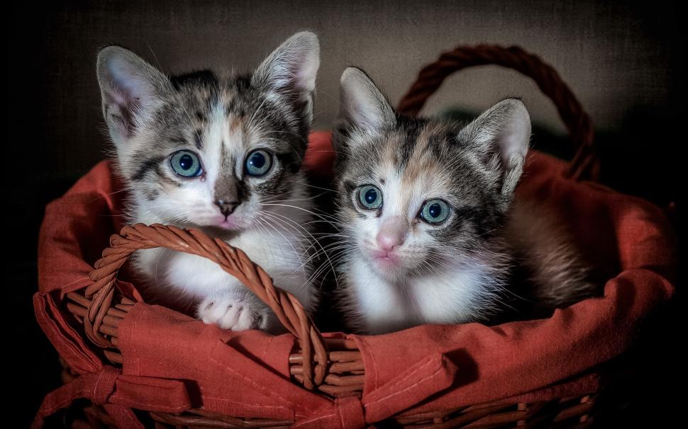 Two cute kittens, basket wallpaper,Two HD wallpaper,Cute HD wallpaper,Kittens HD wallpaper,Basket HD wallpaper,2560x1600 wallpaper