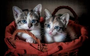 Two cute kittens, basket wallpaper thumb