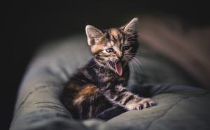 Cute little kitten, gray striped, mustache, tongue, yawning wallpaper thumb