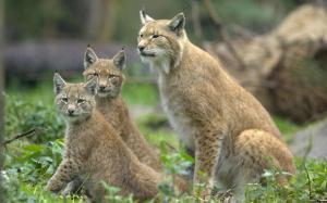 *** Family Lynx *** wallpaper thumb