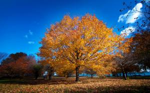 Chicago, park, promenade, fall, trees, yellow leaves wallpaper thumb