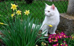 White cat among the flowers wallpaper thumb