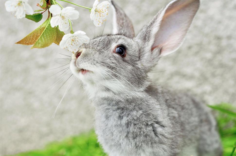 Pretty Rabbit wallpaper,rabbits HD wallpaper,bunnies HD wallpaper,animals HD wallpaper,flowers HD wallpaper,2048x1360 wallpaper