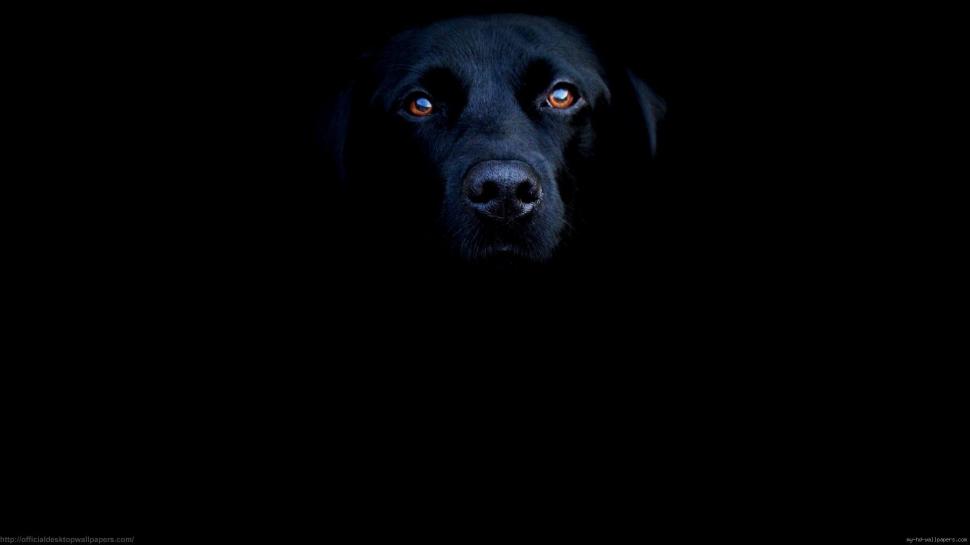 Black dog wallpaper,animal HD wallpaper,dog HD wallpaper,black HD wallpaper,1920x1080 wallpaper