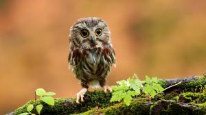 Owl, Branch, Moss, Animals, Owlet, Bird wallpaper thumb