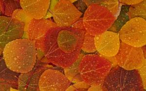 Kaleidoscope Of Fall wallpaper thumb