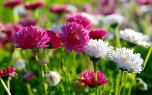 Flowers, summer, white and pink chrysanthemum wallpaper thumb