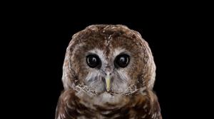 Owl, Baby Owl, Bird, Photography wallpaper thumb