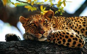 Animals, leopard, tree wallpaper thumb