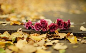 Red rose flowers, yellow leaves, ground, autumn wallpaper thumb