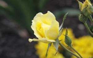 Yellow rose flower close-up wallpaper thumb