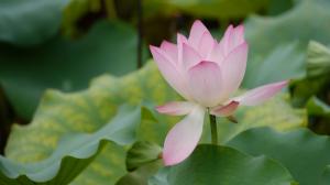 Summer pink lotus flower, green leaves wallpaper thumb