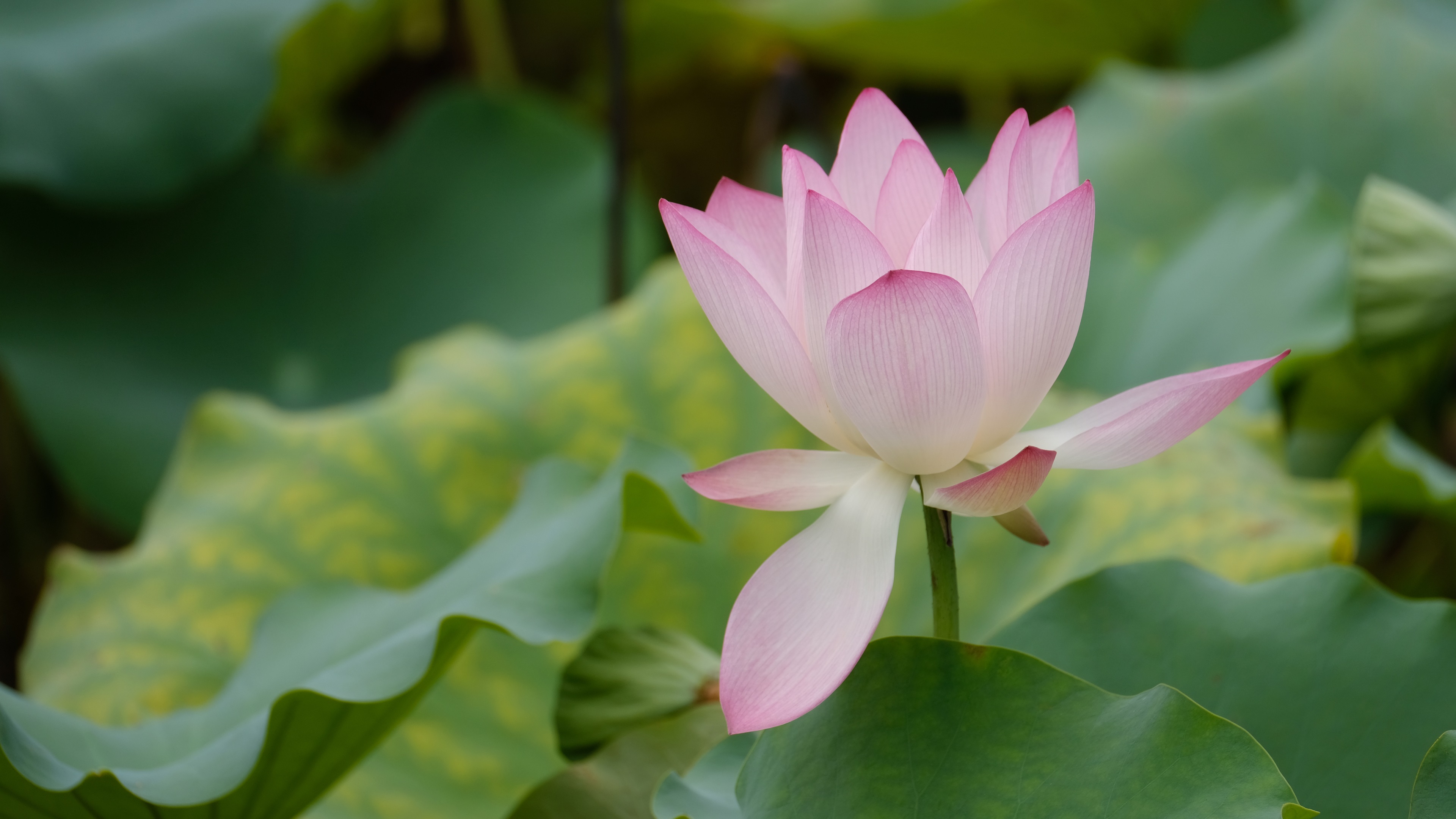 Summer pink lotus flower, green leaves wallpaper flowers