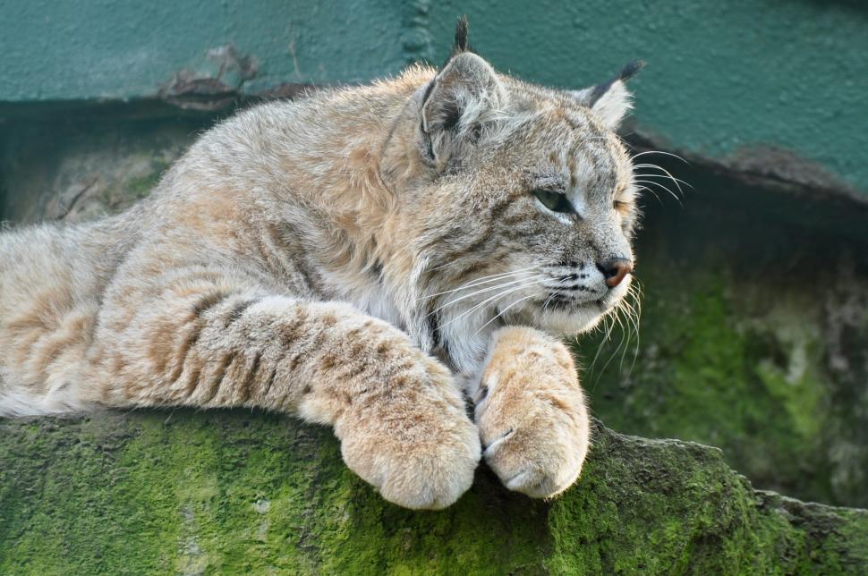 Lynx on stone look wallpaper,lynx HD wallpaper,Cat HD wallpaper,stone look HD wallpaper,2048x1360 wallpaper