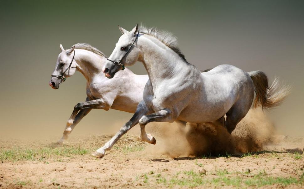 Beautiful Horses Galloping – Arab wallpaper,arab wallpaper,galloping wallpaper,horses wallpaper,white wallpaper,1600x1000 wallpaper