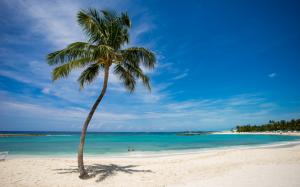 Tropical Palm Tree Beach Ocean HD wallpaper thumb