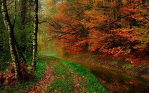 Autumn leaves, trees, forest, autumn, walk path, river wallpaper thumb