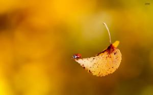 Ladybug on a autumn leaf wallpaper thumb