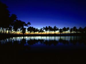 Palm Silhouette Big Island Hawaii HD wallpaper thumb