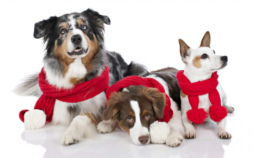 3 Cute Dogs wallpaper,puppies HD wallpaper,puppy HD wallpaper,funny HD wallpaper,2560x1600 wallpaper