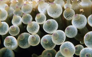 Jellyfish Ocean Sea Underwater Download wallpaper thumb
