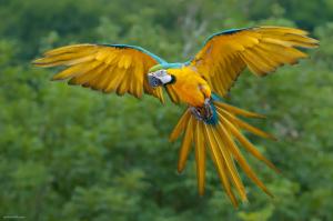 Blue--yellow-macaw-bird-flying wallpaper thumb