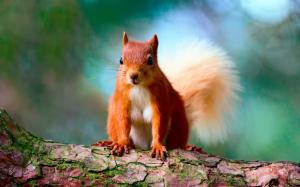 Cute squirrel, brown, tree, bokeh wallpaper thumb