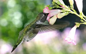 Hungry Hummingbird wallpaper thumb
