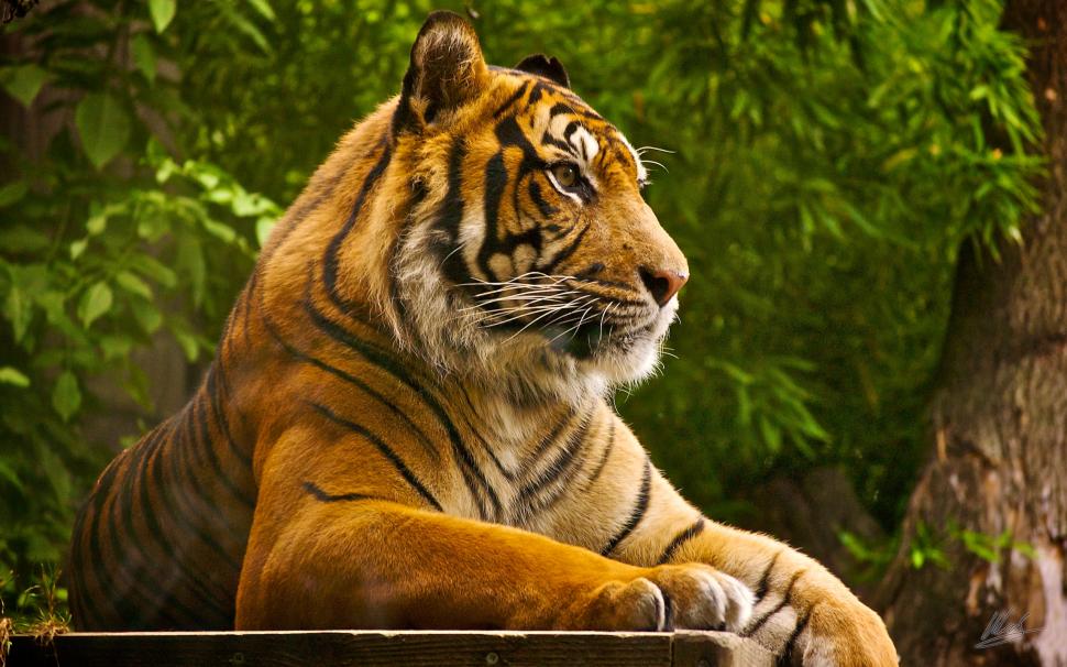 Sumatran Tiger wallpaper,tiger HD wallpaper,sumatran HD wallpaper,2560x1600 wallpaper