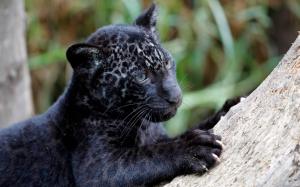 Panther Cub HD wallpaper thumb