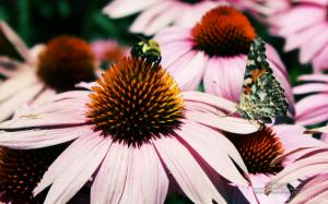 Bee Butterfly Pink Flowers wallpaper thumb