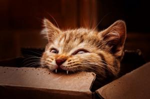 Cat, Boxes, Eating, Biting wallpaper thumb