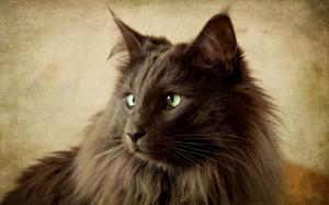 Portrait of Black Nebelung Cat wallpaper thumb