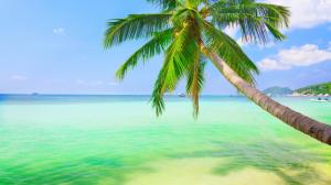 Fresh sea, coconut trees, sky, natural landscape desktop wallpaper thumb