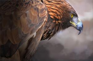 Golden Eagle bird wallpaper thumb
