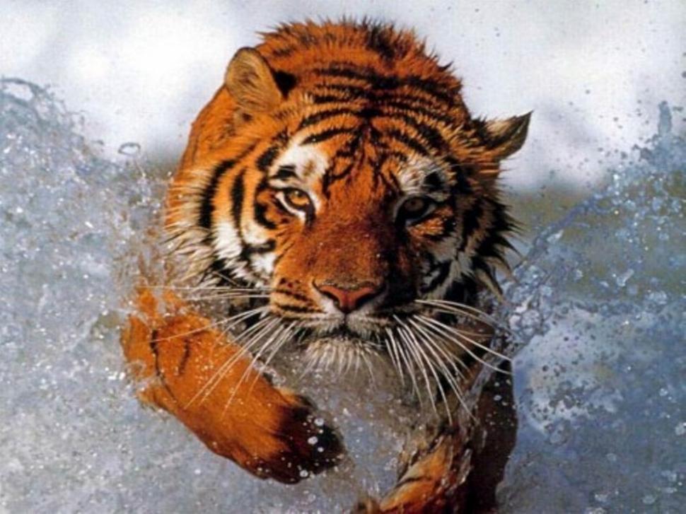 Advancing tiger Water HD wallpaper,animals wallpaper,cat wallpaper,water wallpaper,tiger wallpaper,1024x768 wallpaper