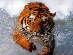 advancing tiger Water HD wallpaper thumb