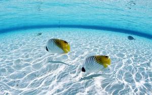 Fish Tropical Underwater Ocean HD wallpaper thumb