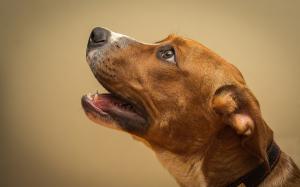 Brown dog, looking up wallpaper thumb