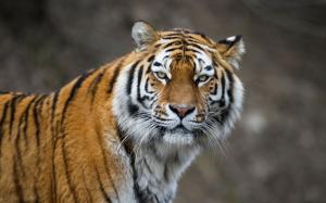 Amur tiger cat eyes wallpaper thumb