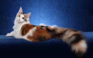 Maine Coon cat, white brown, blue background wallpaper thumb